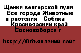 Щенки венгерской пули - Все города Животные и растения » Собаки   . Красноярский край,Сосновоборск г.
